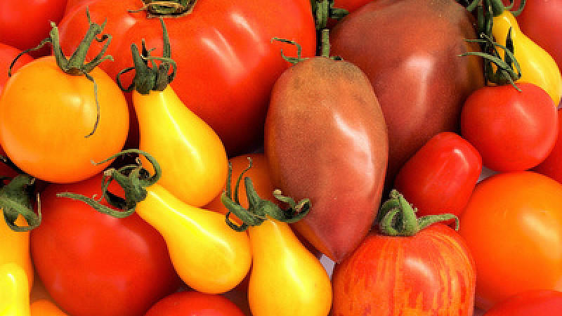 Tomaten gesund: Wirkstoff kann Schlaganfall vorbeugen Tomaten schützen vor Schlaganfall. Das fanden finnische Wissenschaftler heraus.