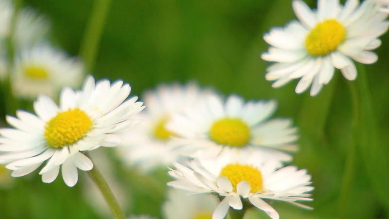 Wie Gänseblümchen und Co. helfen können Unkraut oder doch eher Wunderkraut?