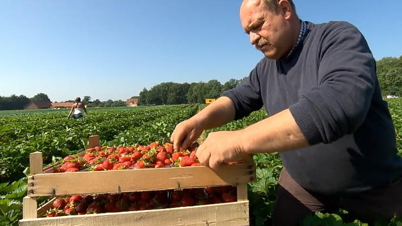 Obstbauern schlagen Alarm Darum vergammeln in dieser Saison so viele Erdbeeren!