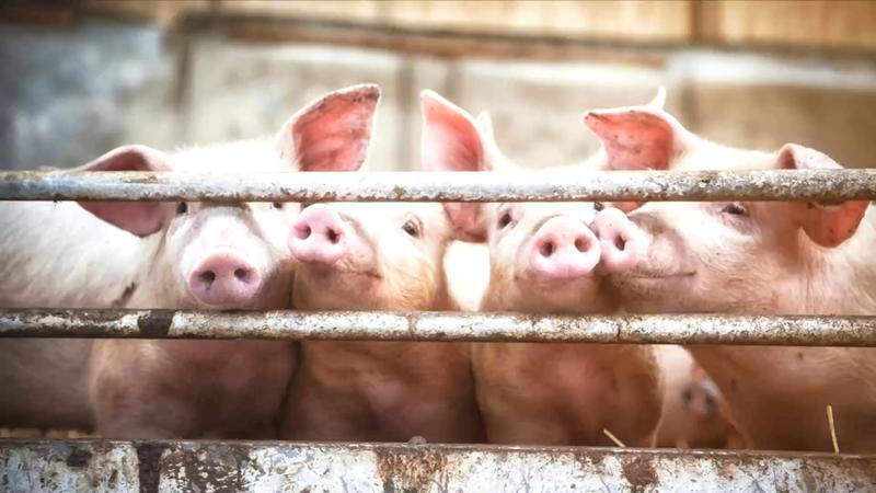 Neuer Haltungskompass eingeführt So erkennen Sie die Tierhaltungsbedingungen von Lidl-Fleisch