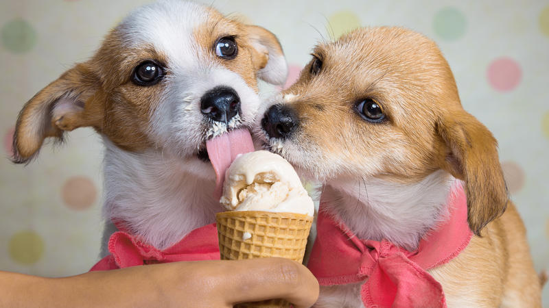 Eisdiele in Raststatt serviert Eis für Hunde!