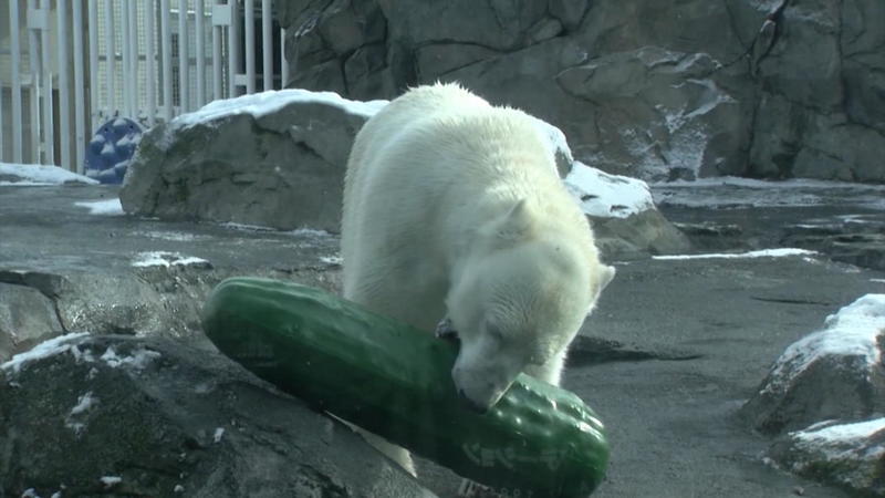 Kuriose Überraschung für Eisbären