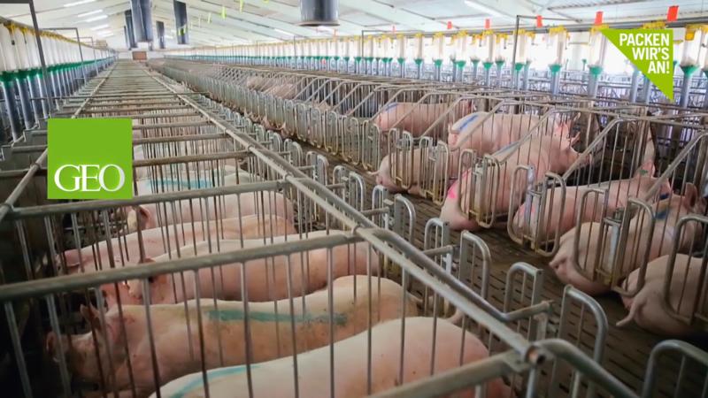 Bedroht Fleisch unsere Erde? Doku bei GEO Television