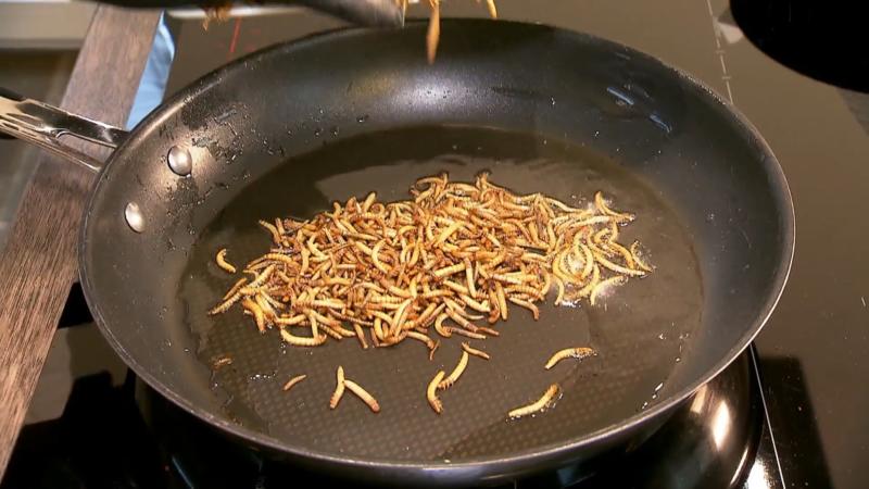 Erst selbst züchten, dann futtern Großer Familien-Test: Wie schmecken Mehlwürmer wirklich?