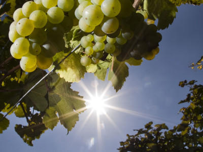 wein abc wein abc