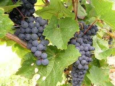 wein abc wein abc