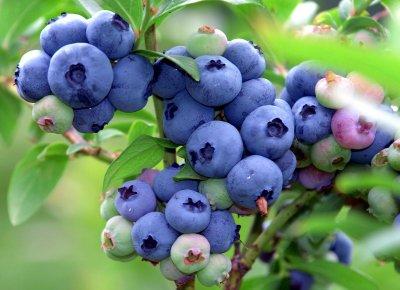 Frisches Obst erkennen Frisches Obst erkennen