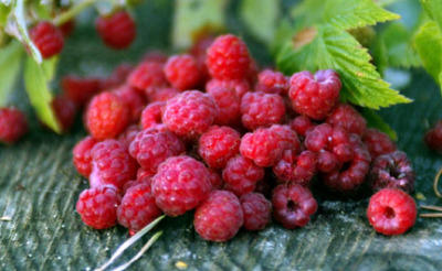 Frisches Obst erkennen Frisches Obst erkennen