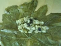 Gefüllte Weinblätter Türkische Art - Rezept - Bild Nr. 6