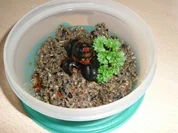 Biggis Olivenpaste - Rezept