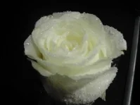 Rezept: Geeiste Rosen Geeiste Rosen - Rezept