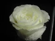 Geeiste Rosen - Rezept