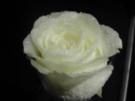 Geeiste Rosen - Rezept