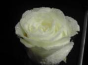Geeiste Rosen - Rezept