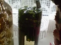 Rezept: Basilikumlikör Bild Nr. 9 Basilikumlikör - Rezept - Bild Nr. 9