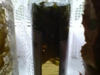 Rezept: Basilikumlikör Bild Nr. 11 Basilikumlikör - Rezept - Bild Nr. 11