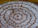 Esterhazytorte - Rezept