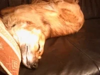 Pferde-Gullasch - Rezept