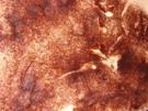 Tiramisu - Rezept