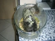 Rezept: Gegrillter Karpfen ala Bianca Gegrillter Karpfen ala Bianca - Rezept