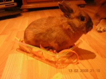 Dinner für Zwei ;-) - Rezept