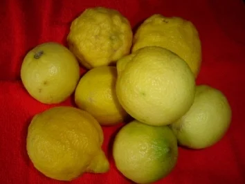 Rezept: LIMONCELLO und CREMA DI LIMONCELLO Bild Nr. 4 LIMONCELLO und CREMA DI LIMONCELLO - Rezept - Bild Nr. 4