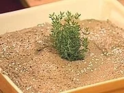 Entenlebermousse - Rezept - Bild Nr. 9