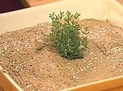 Entenlebermousse - Rezept - Bild Nr. 9