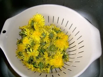 Wildkräuter: Löwenzahnsirup - Rezept