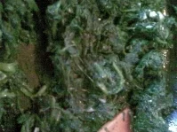 Überbackene Cannelloni bolognese mit Spinat - Rezept