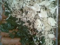 Überbackene Cannelloni bolognese mit Spinat - Rezept