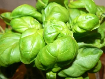 Rezept: Schweinefilet mit Basilikum-Feta-Haube auf Tomaten-Nudelbett Schweinefilet mit Basilikum-Feta-Haube auf Tomaten-Nudelbett - Rezept