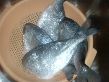 Dorade - Rezept - Bild Nr. 3