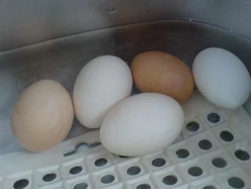 Senfeier mit Püree & Röstzwiebeln - Rezept