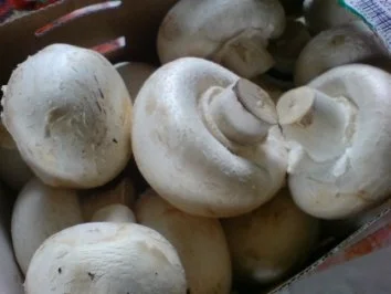 Gefüllte Champignons - Rezept - Bild Nr. 5