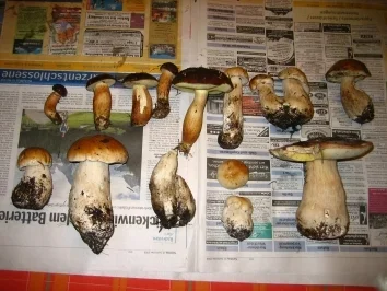 Rezept: Panierte Steinpilze im Butter gebraten Panierte Steinpilze im Butter gebraten - Rezept