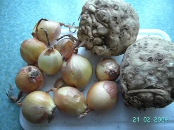 Rezept: Selleriesalat Bild Nr. 6 Selleriesalat - Rezept - Bild Nr. 6