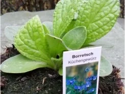 Hessische Spezialität: Grüne Soße - Rezept - Bild Nr. 2