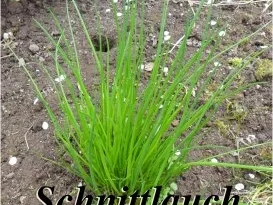 Hessische Spezialität: Grüne Soße - Rezept - Bild Nr. 6