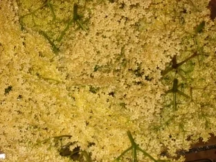 Rezept: Dessert: Gebackene Holunderblüten Bild Nr. 2 Dessert: Gebackene Holunderblüten - Rezept - Bild Nr. 2