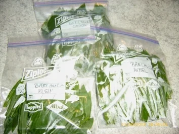 Rezept: Aufbewahrungstips - Bärlauch Bild Nr. 12 Aufbewahrungstips - Bärlauch - Rezept - Bild Nr. 12