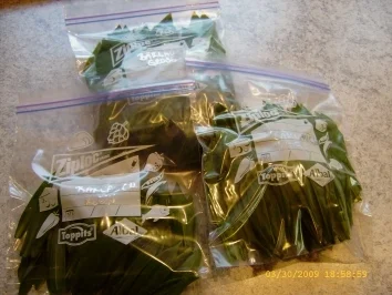 Rezept: Aufbewahrungstips - Bärlauch Bild Nr. 11 Aufbewahrungstips - Bärlauch - Rezept - Bild Nr. 11