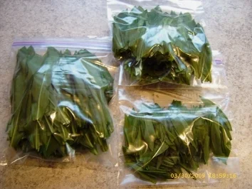 Rezept: Aufbewahrungstips - Bärlauch Bild Nr. 10 Aufbewahrungstips - Bärlauch - Rezept - Bild Nr. 10