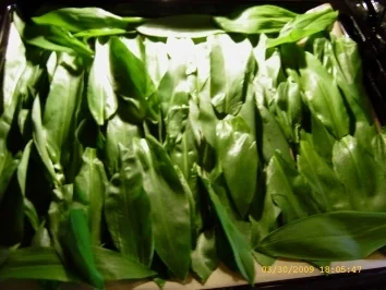 Rezept: Aufbewahrungstips - Bärlauch Bild Nr. 9 Aufbewahrungstips - Bärlauch - Rezept - Bild Nr. 9