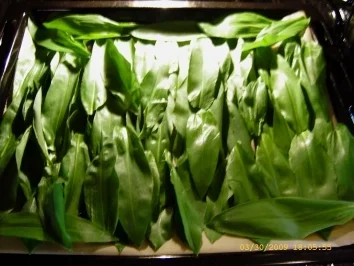 Rezept: Aufbewahrungstips - Bärlauch Bild Nr. 8 Aufbewahrungstips - Bärlauch - Rezept - Bild Nr. 8