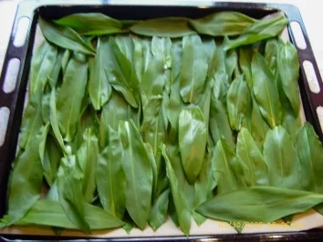 Rezept: Aufbewahrungstips - Bärlauch Bild Nr. 7 Aufbewahrungstips - Bärlauch - Rezept - Bild Nr. 7