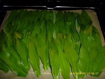 Rezept: Aufbewahrungstips - Bärlauch Bild Nr. 6 Aufbewahrungstips - Bärlauch - Rezept - Bild Nr. 6
