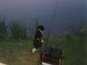 Waldviertler Knoblauchkarpfen - Rezept