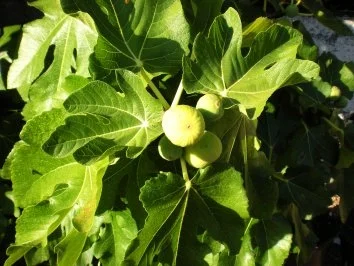 Rezept: DESSERT: Flambierte Feigen auf Vanilleeis Bild Nr. 3 DESSERT: Flambierte Feigen auf Vanilleeis - Rezept - Bild Nr. 3