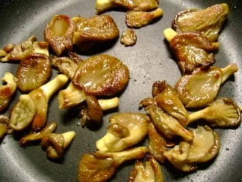 Rezept: Fisch : Rotbarschfilet mit Broccoli und Austernpilze überbacken Bild Nr. 3 Fisch : Rotbarschfilet mit Broccoli und Austernpilze überbacken - Rezept - Bild Nr. 3